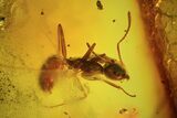 Two Fossil Ants & A Mite In Baltic Amber #50652-3